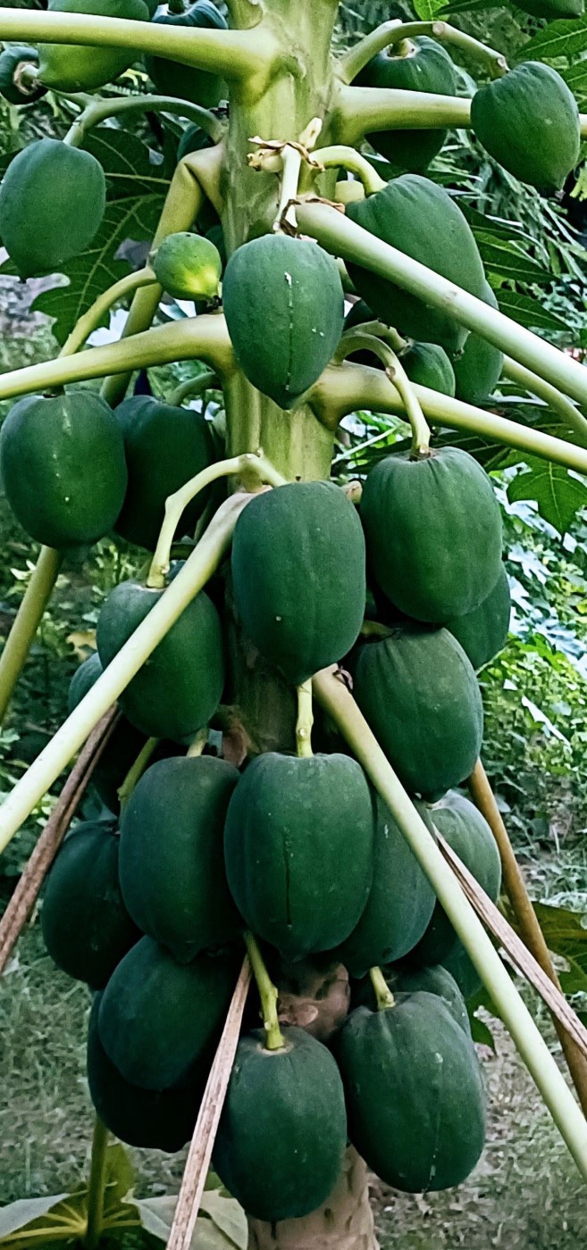 Flora and Fauna in Delhi Ashram